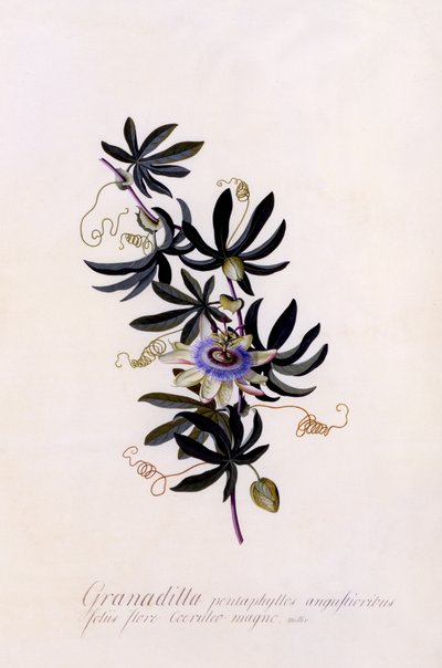 Passiflora Granadilla by Georg Dionysius Ehret